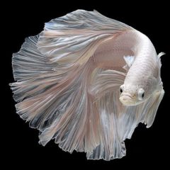 コロナ問題について